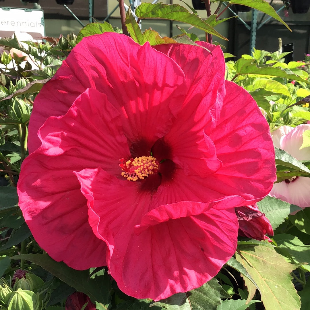 1 Gal Perennial Hibiscus