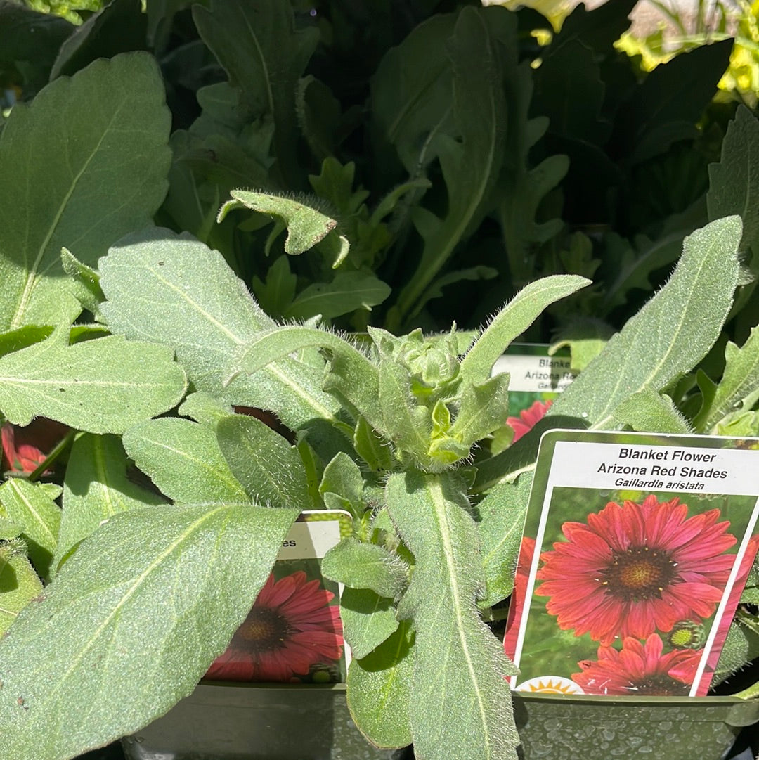 4" Blanket Flower (Gaillardia)
