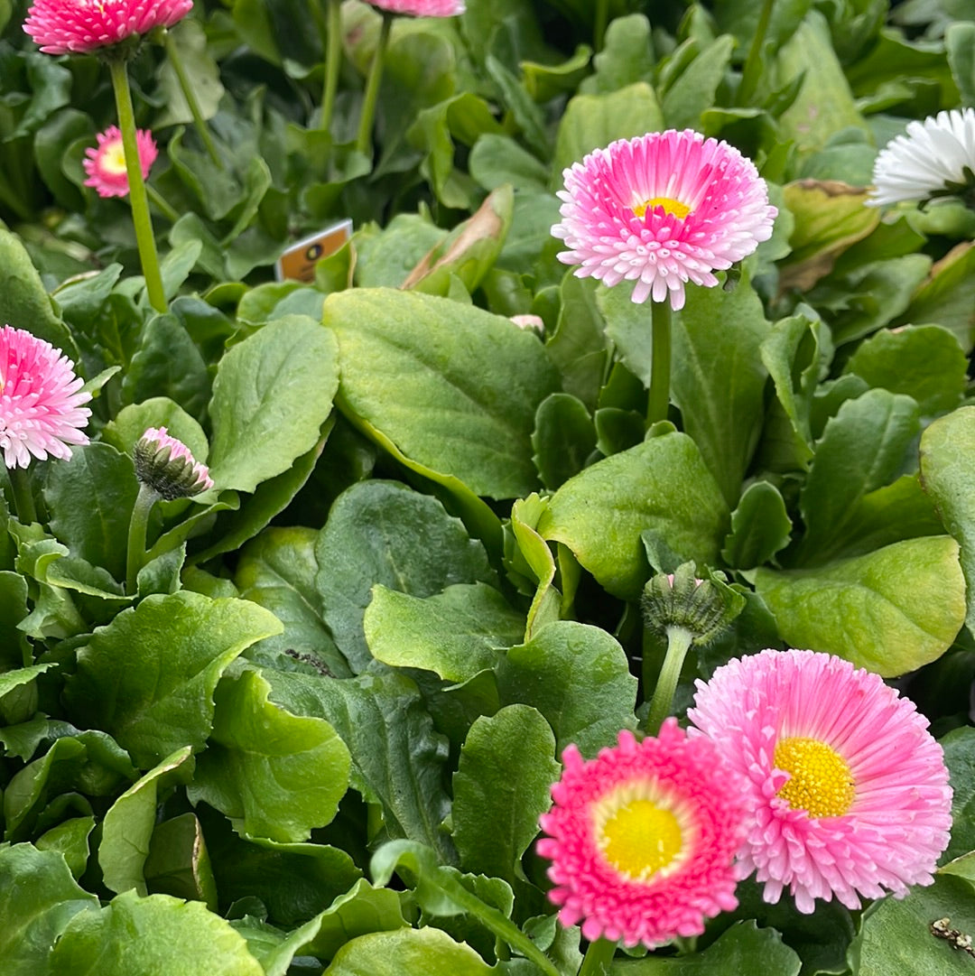 4" Bellis (English Daisy)
