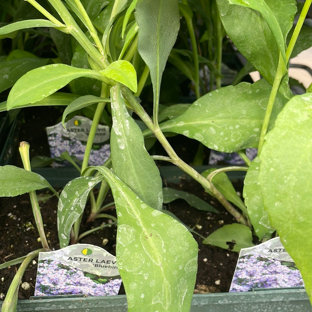 1 Gal Perennial Aster