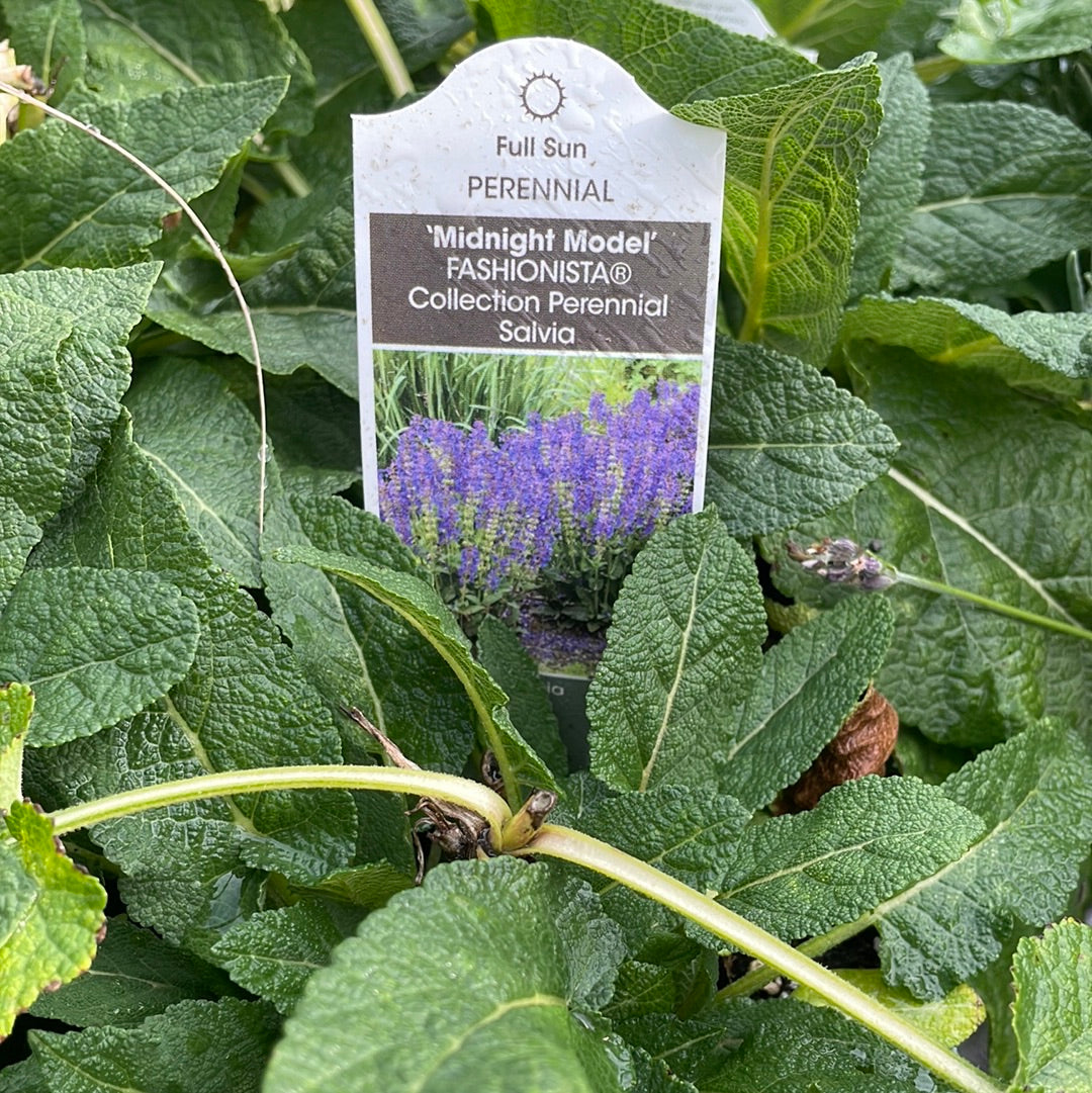 1 Gal Perennial Sage (Salvia)
