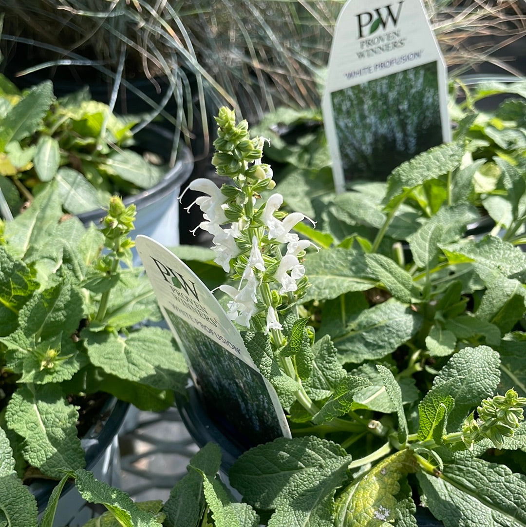 1 Gal Perennial Sage (Salvia)