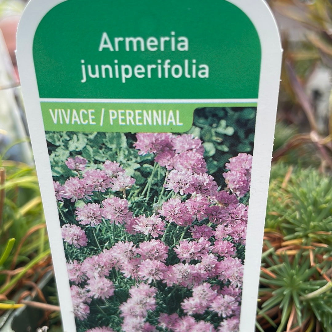 4" Thrift (Armeria maritima)