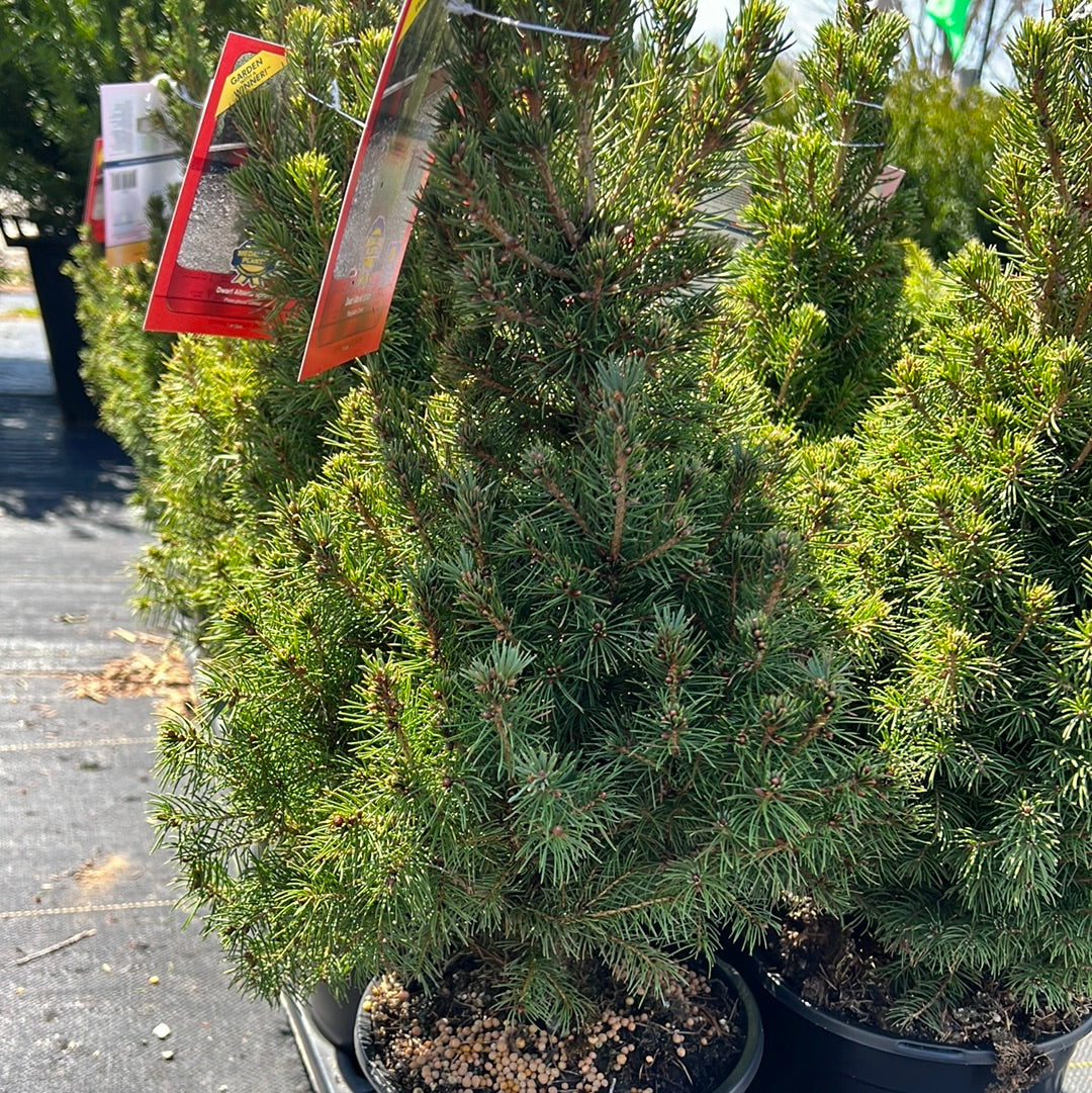 Dwarf Alberta Spruce