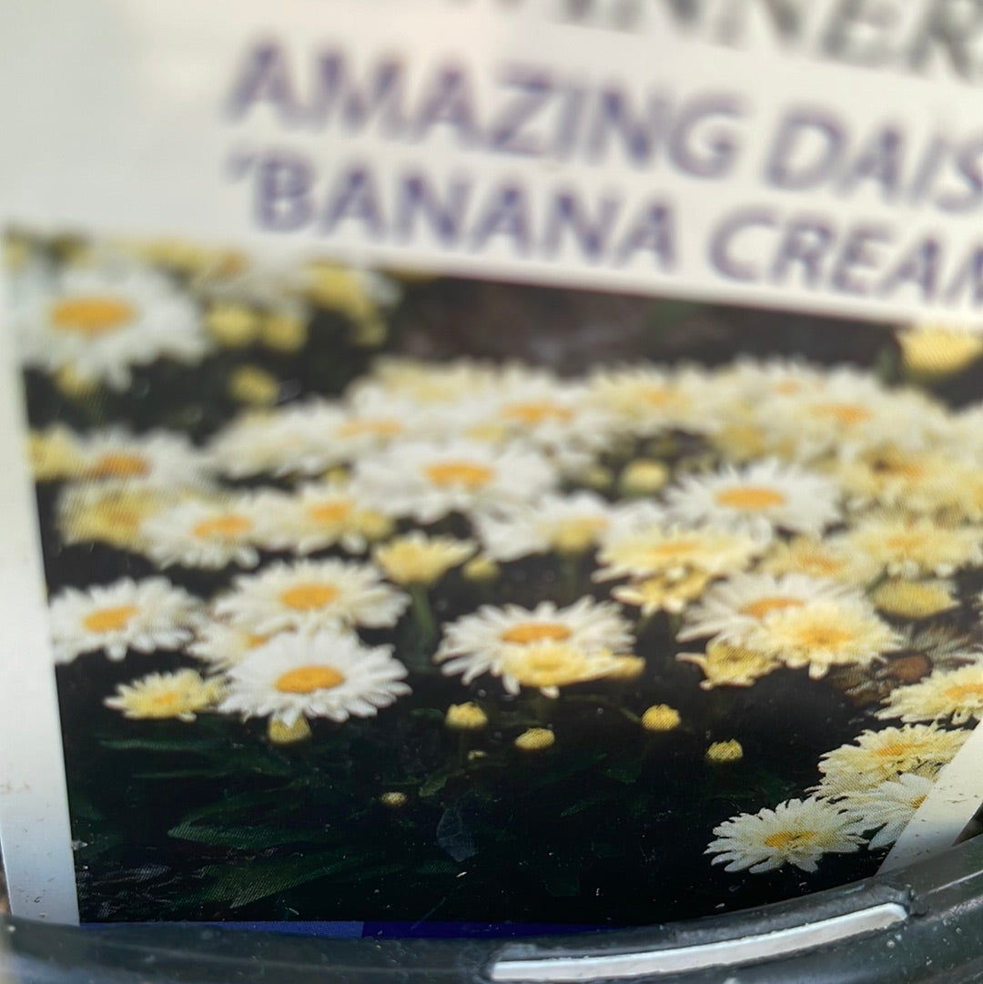 1 Gal Leucanthemum (Shasta Daisy)