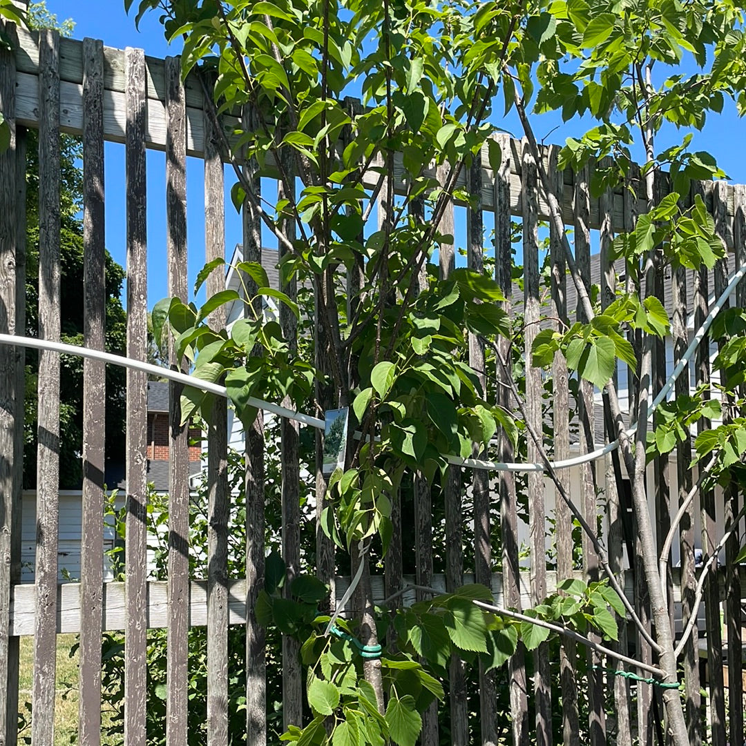 Ivory Silk Lilac Tree