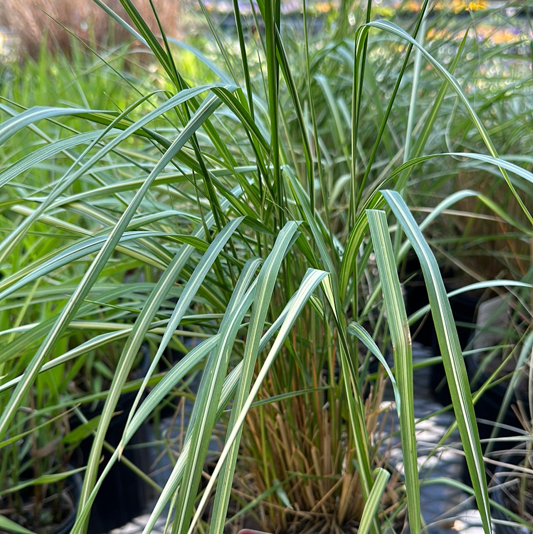 Avalanche Reed Grass