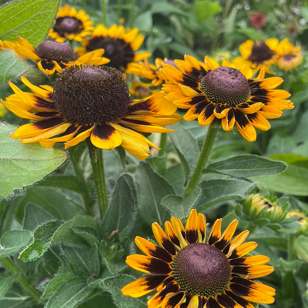 1 Gal Black Eyed Susan (Rudbeckia)