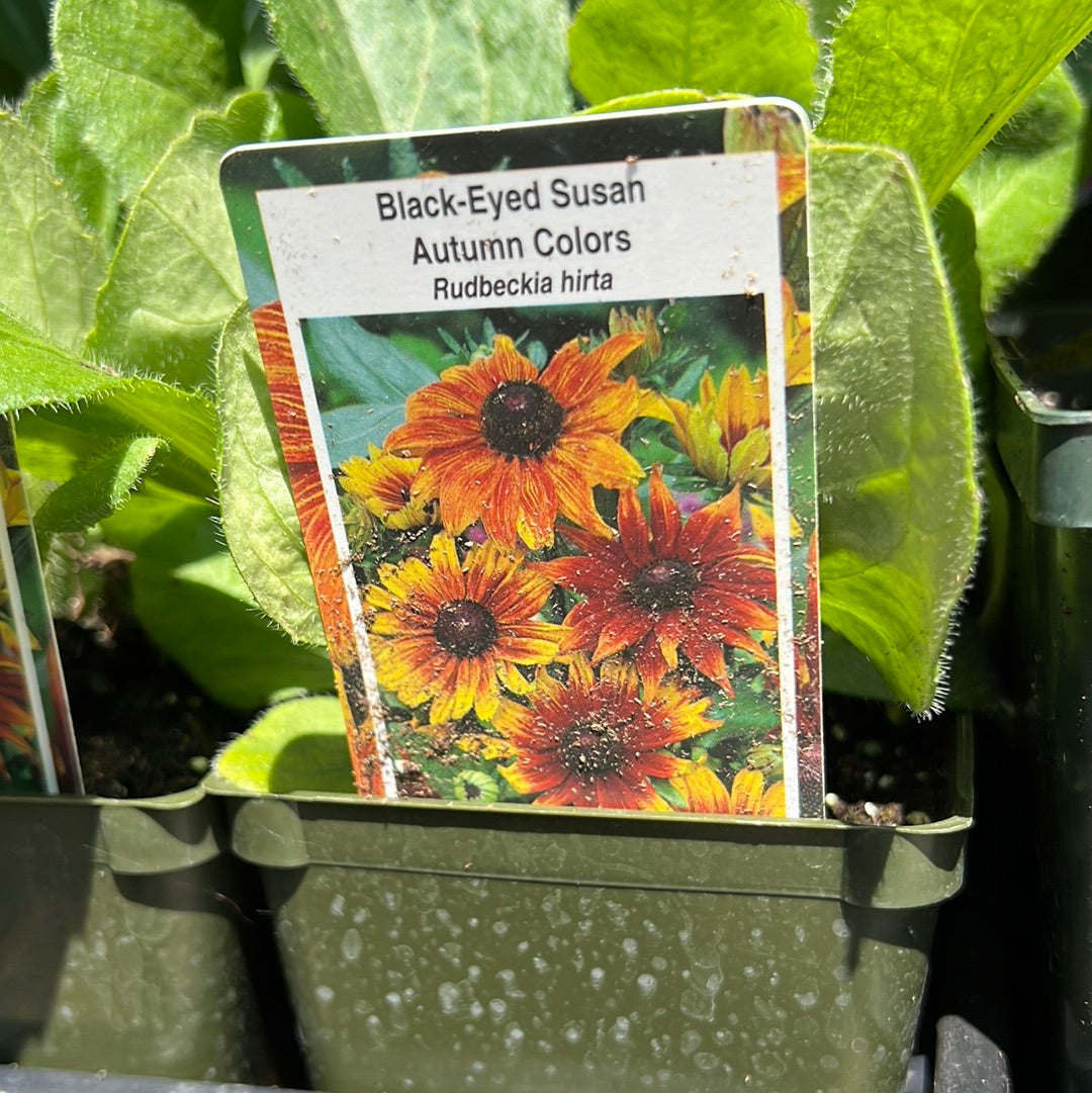 4" Black Eyed Susan (Rudbeckia)