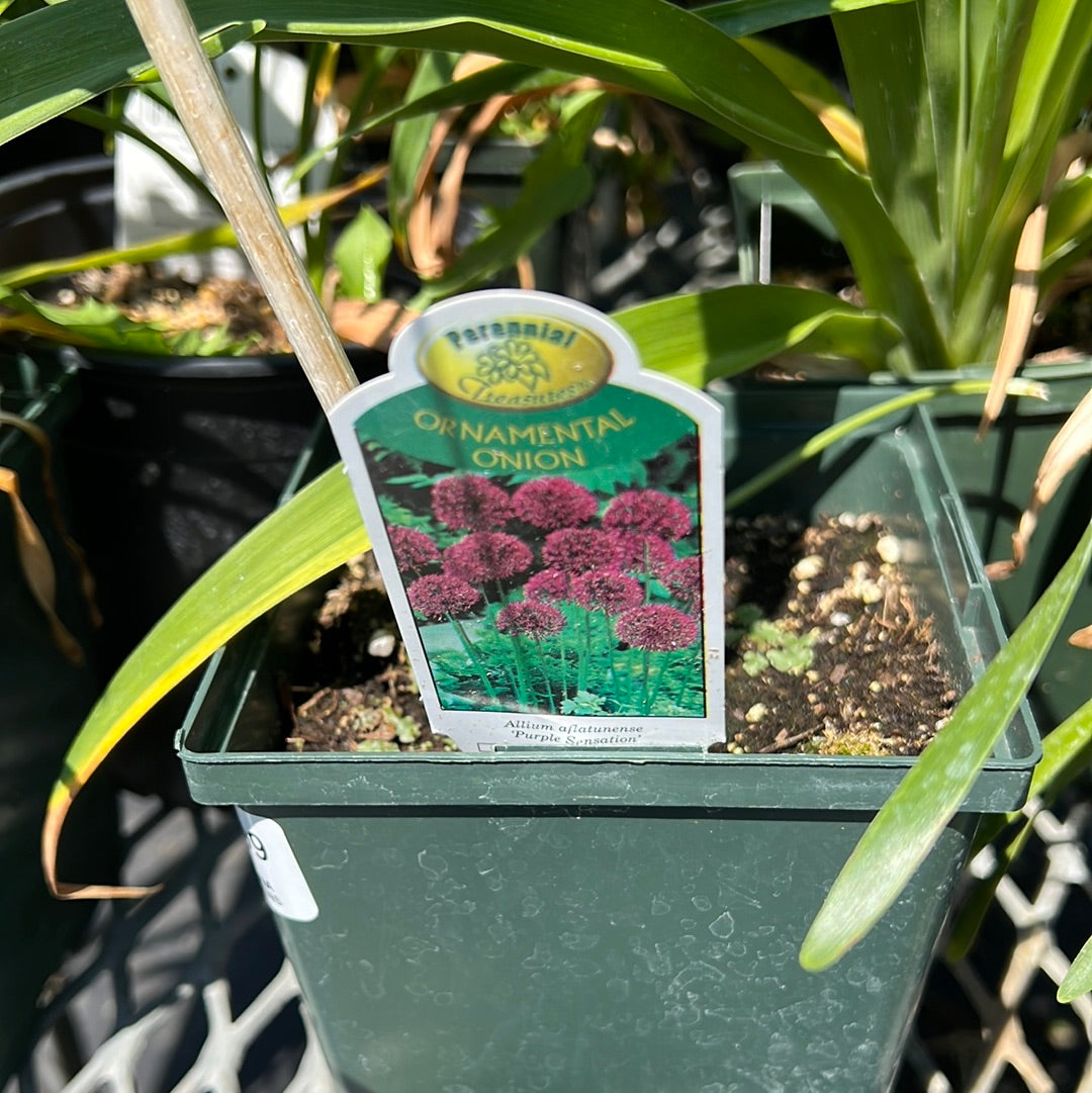 1 Gal Allium 'Ornamental Onion'
