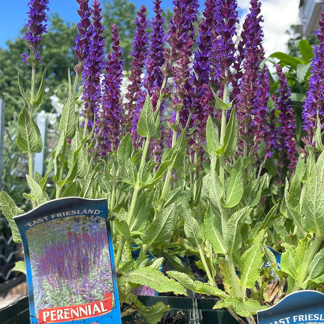 1 Gal Perennial Sage (Salvia)
