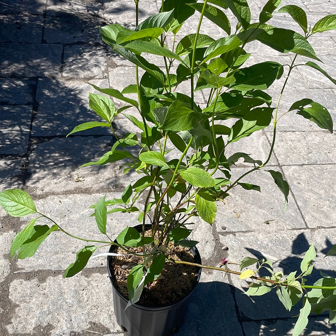 Dogwood Red Osier