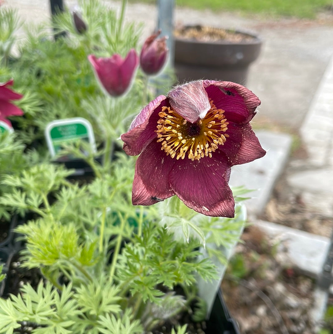 1 Gal Pasque Flower 'Pulsatilla'