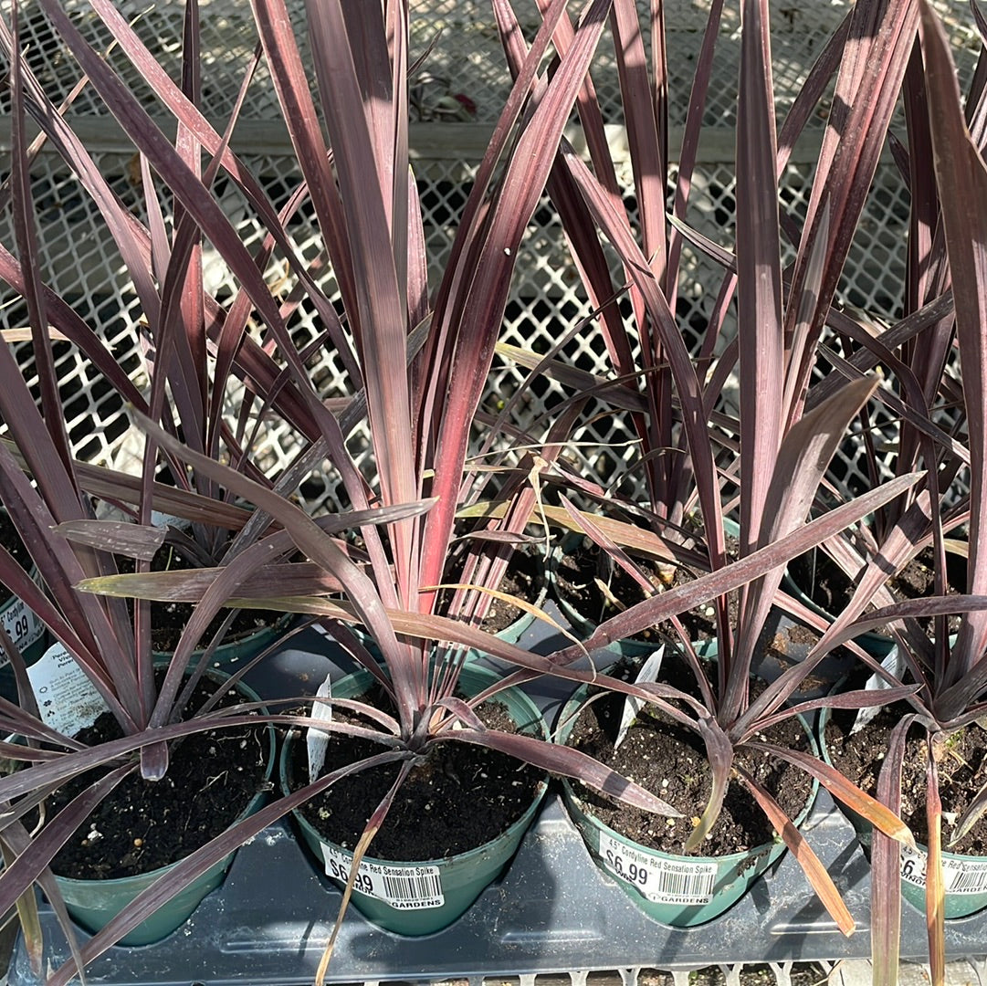 4.5" Cordyline Red (spike)