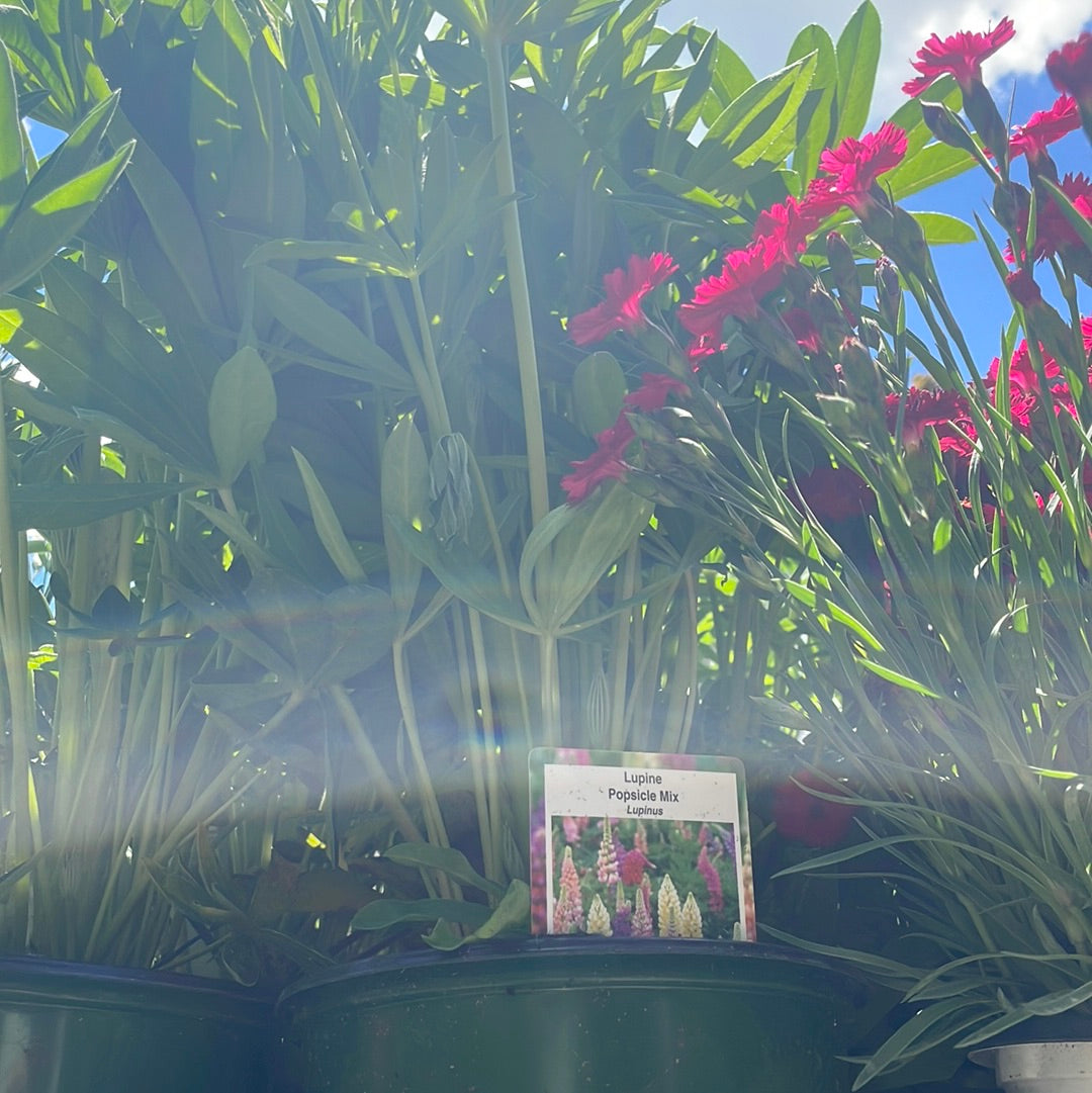 Lupine 'Lupinus' 1 Gal