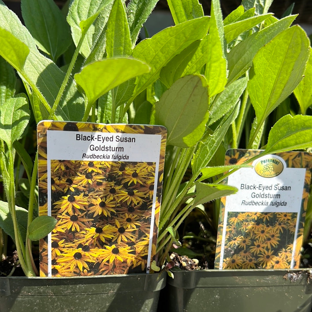 4" Black Eyed Susan (Rudbeckia)