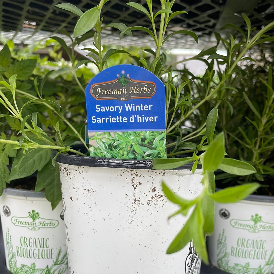 4" Winter Savory