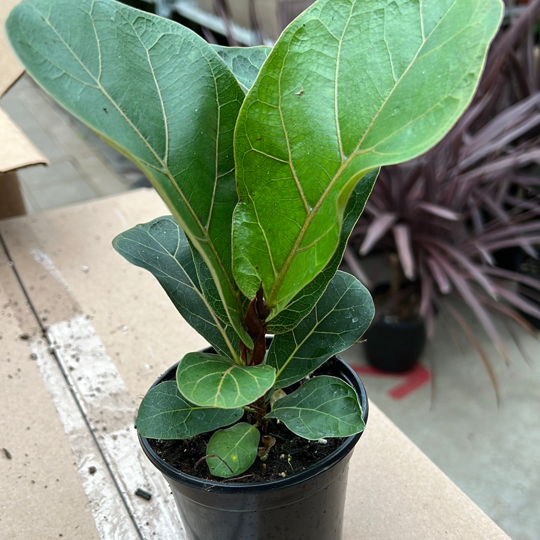 Fiddle Leaf Fig (Ficus Lyrata)