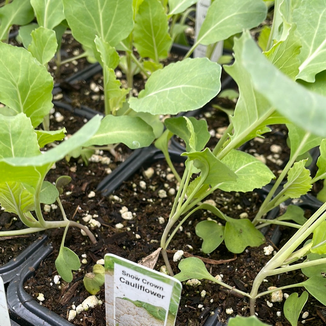 Cauliflower Plant (Multi Pack)