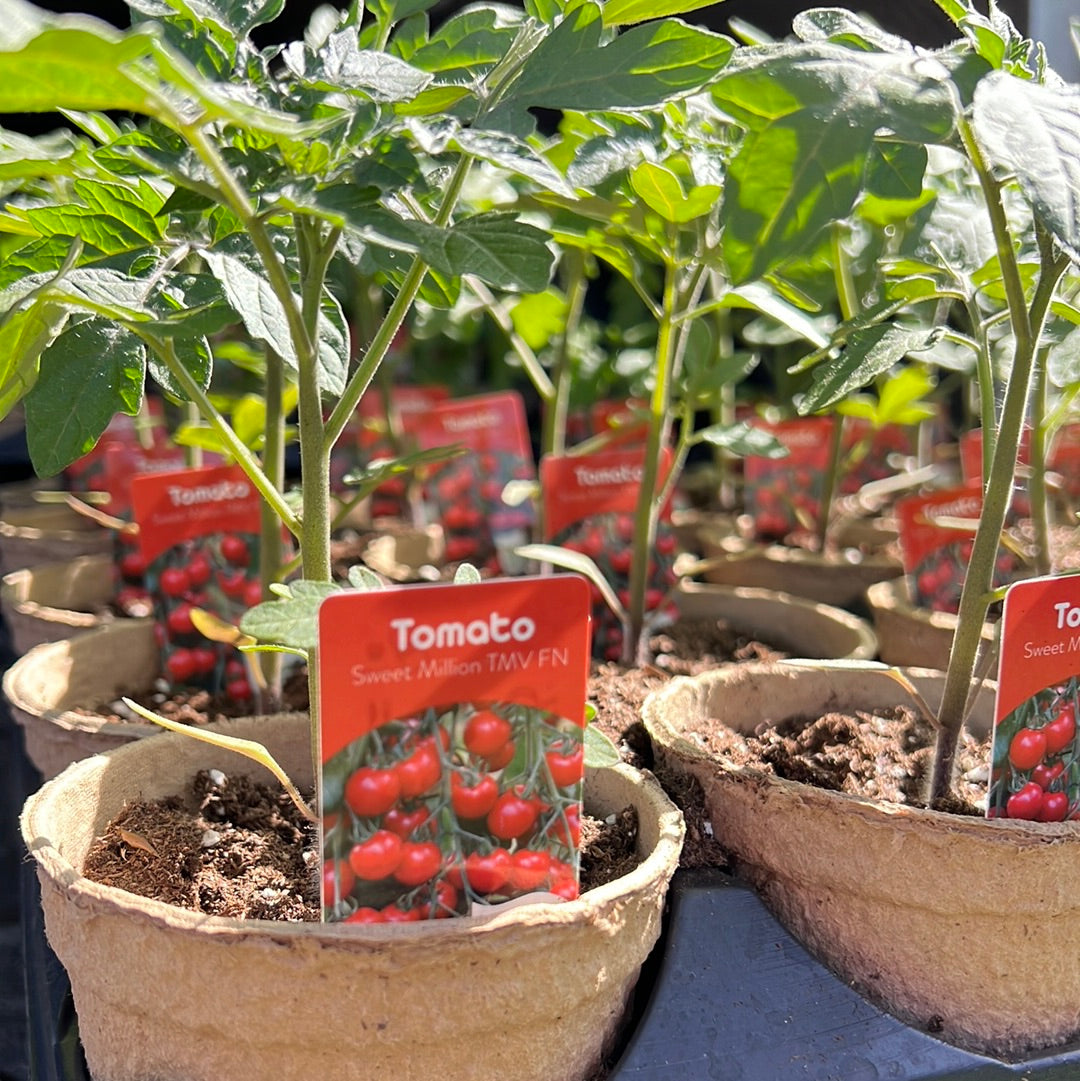 4" Tomato Sweet Million (Cherry)