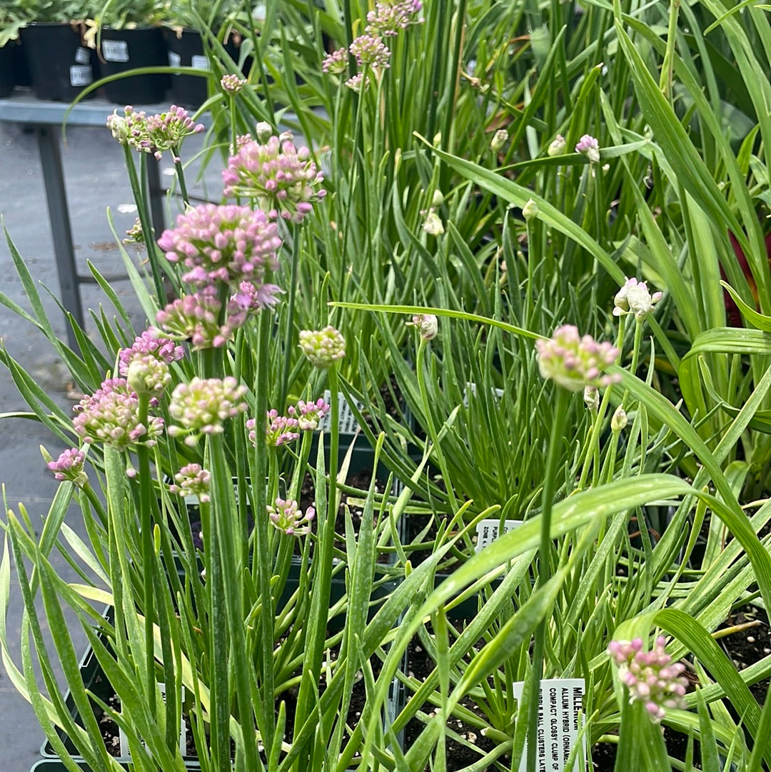 1 Gal Allium 'Ornamental Onion'