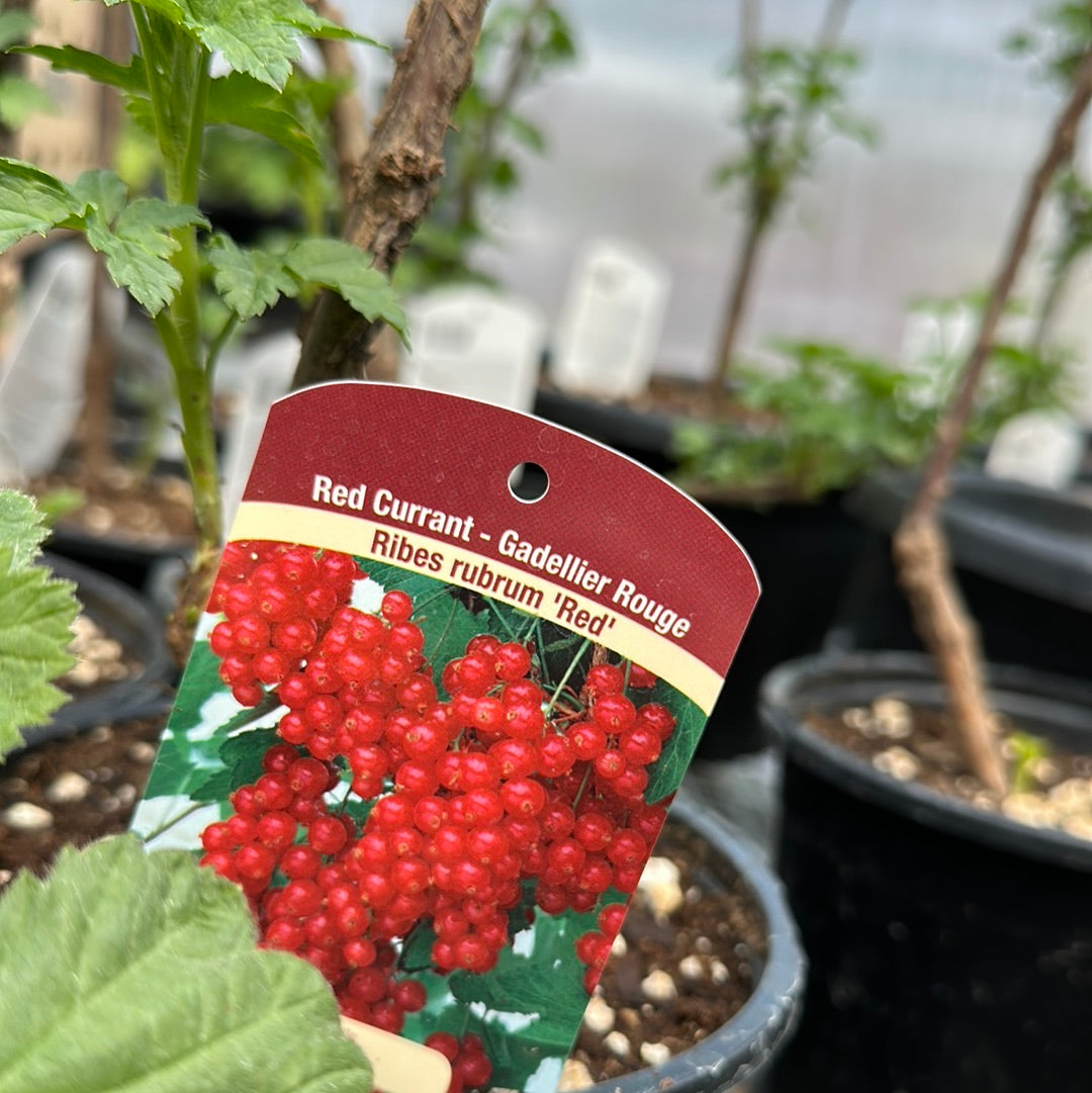 Currant's
