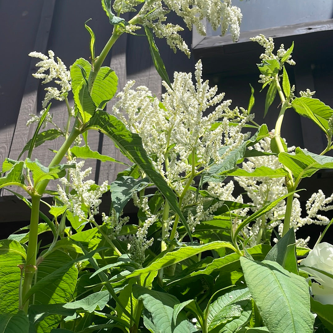 Giant Fleece Flower (Persicaria Pilymorpha)