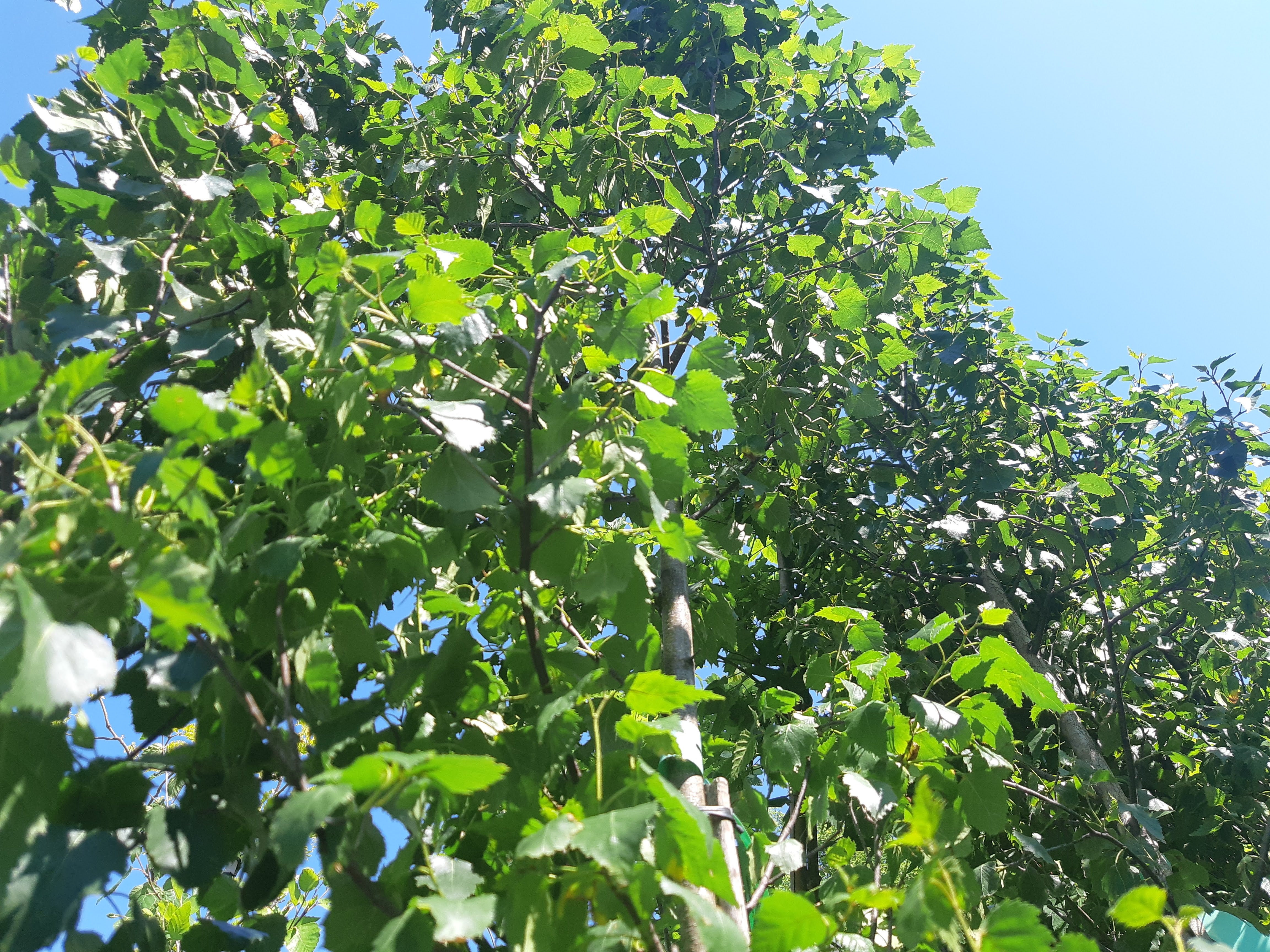 Trees – WINONA GARDENS