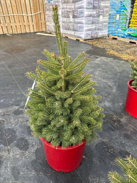 Black Hills Spruce