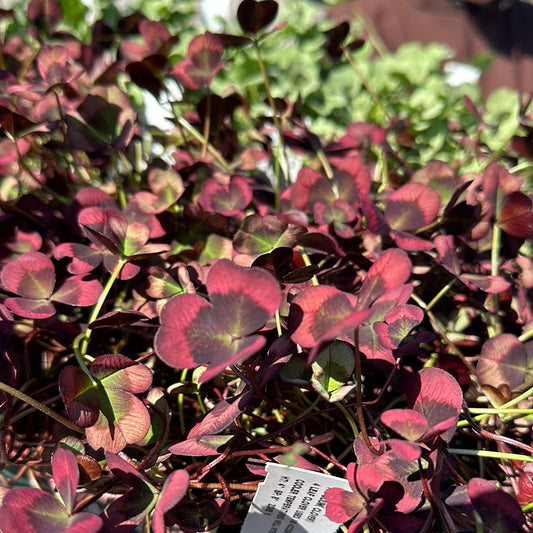 4.5" Clover 'Trifolium Repens