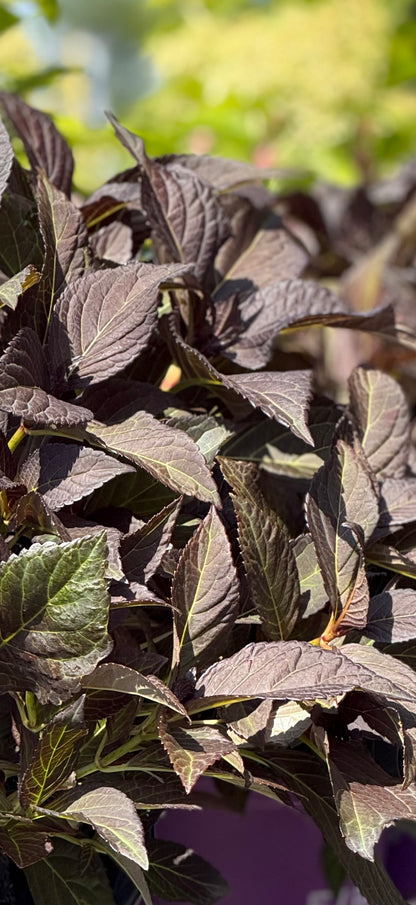 Eclipse Hydrangea