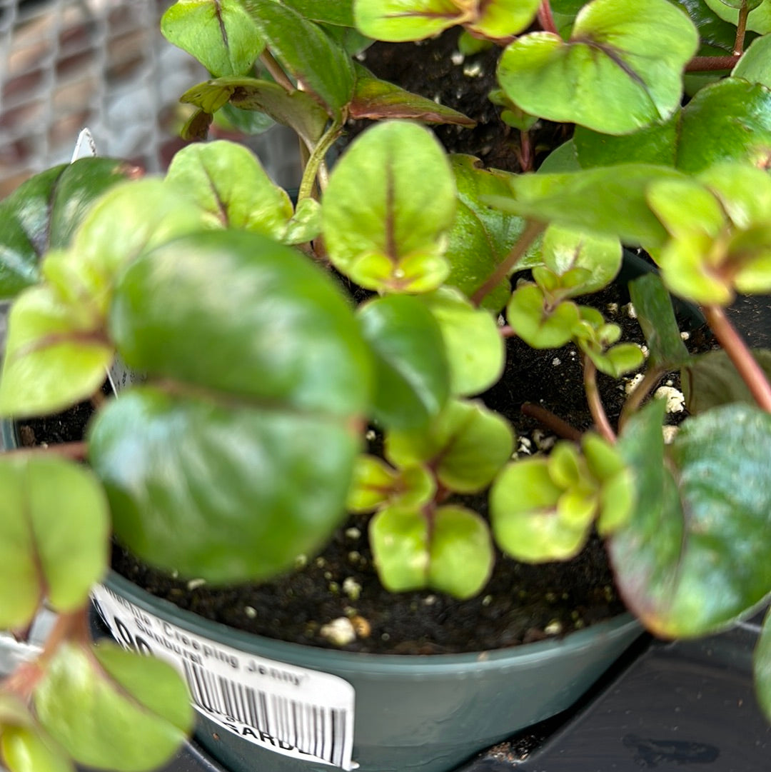 4" Lysimachia 'Creeping Jenny'