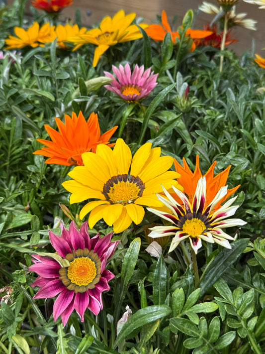 Multi Pack Gazania