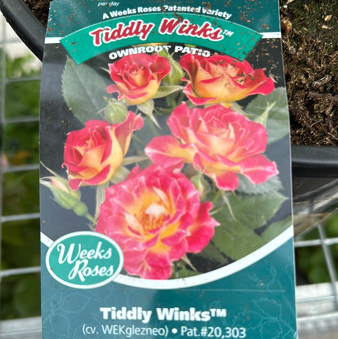 Weeks Roses Tiddly Winks (Patio)