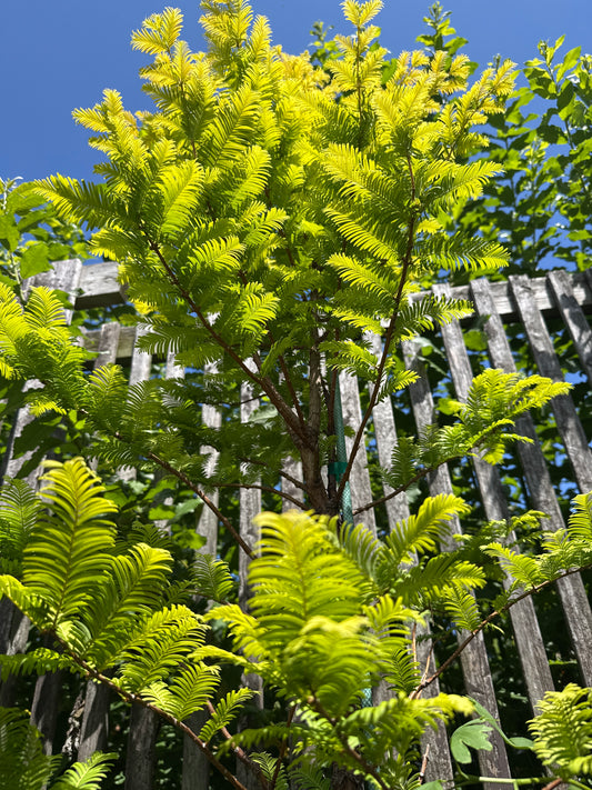 Amber Glow Dawn Redwood