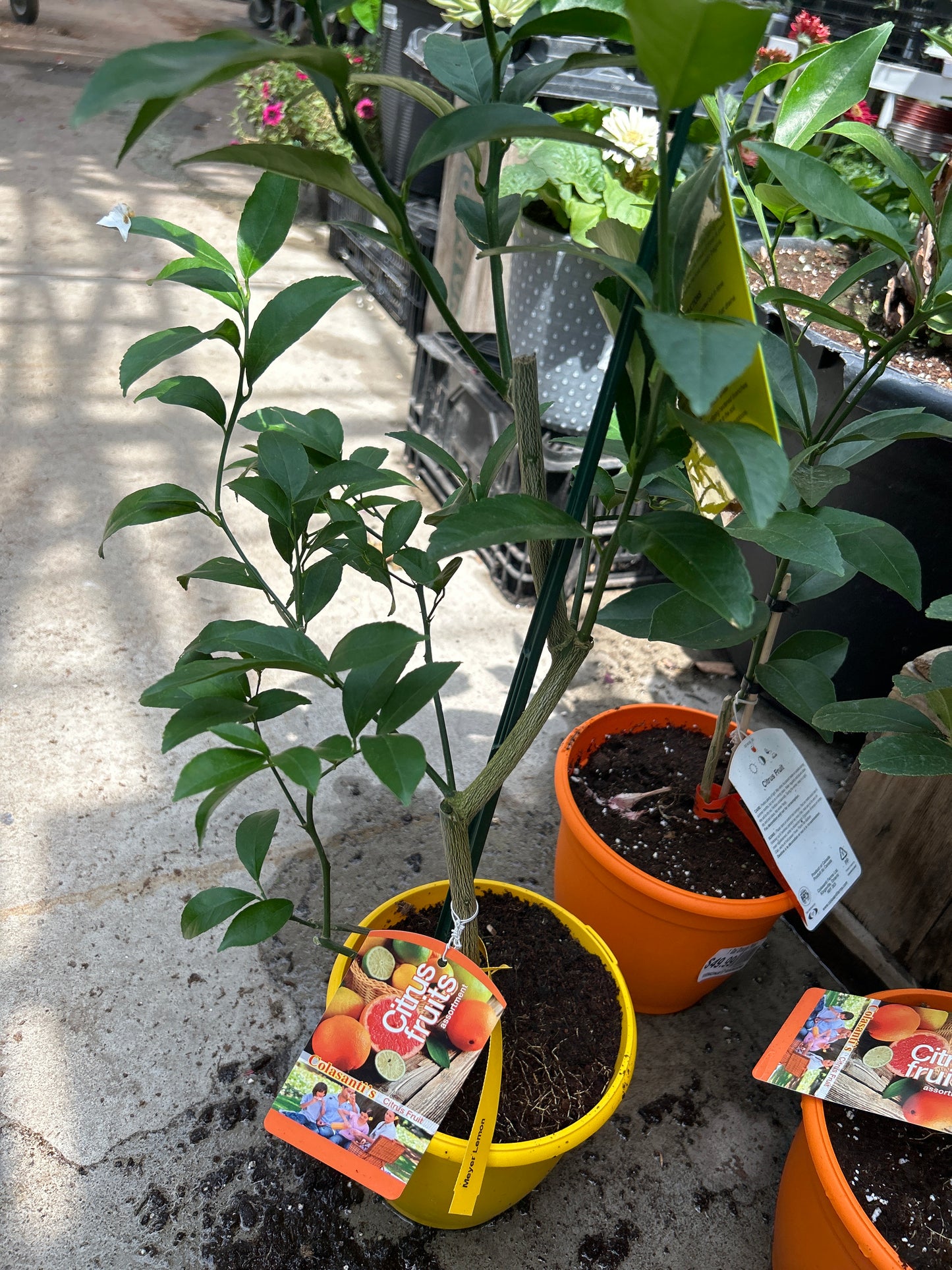 Citrus Meyer Lemon