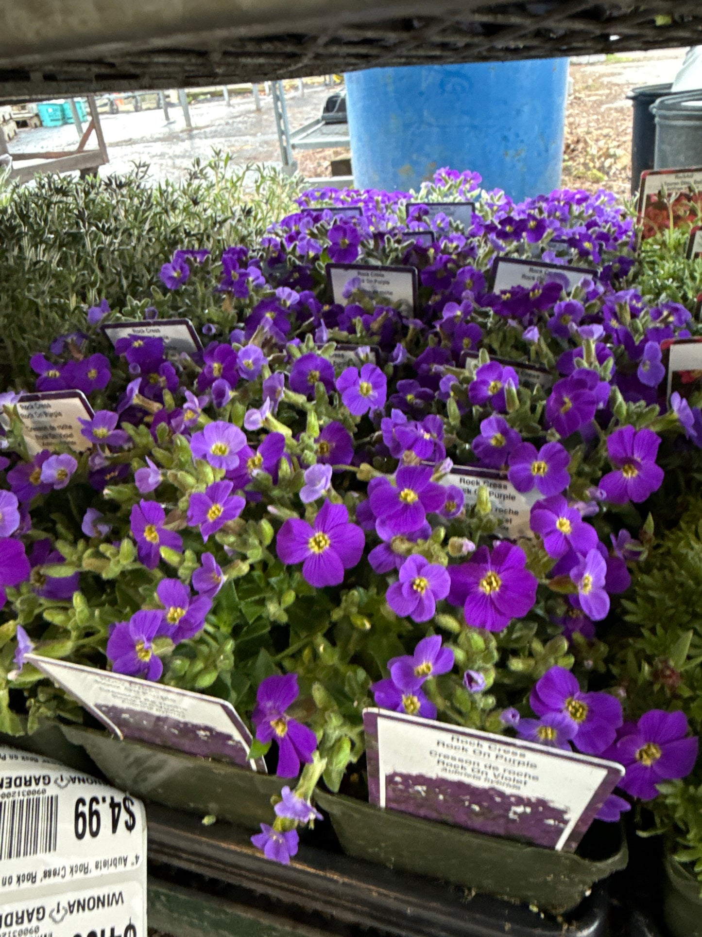 4" Aubrieta 'Rock Cress'