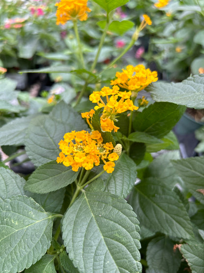 4" Lantana