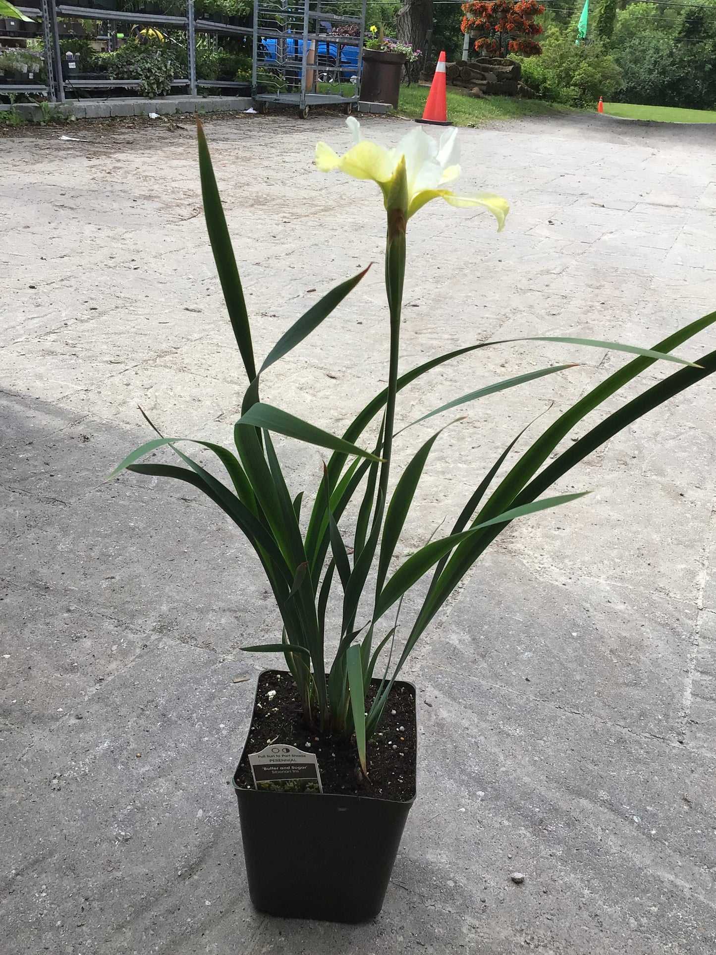 Iris 1 Gal