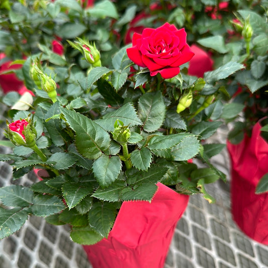 Mini Potted Roses