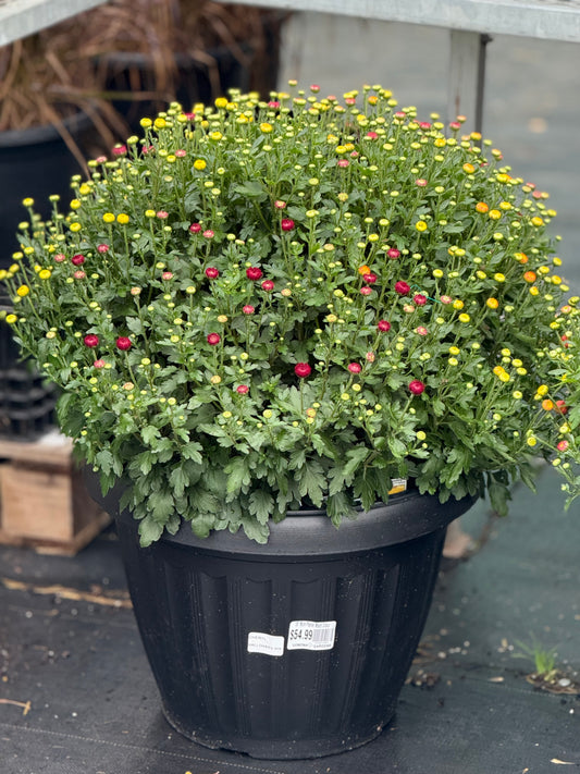 18" Mum Planter