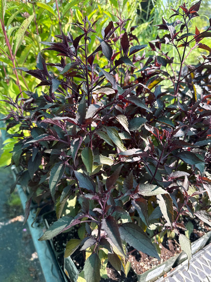 1 Gal Joe-Pye Weed 'Eupatorium Maculatum'