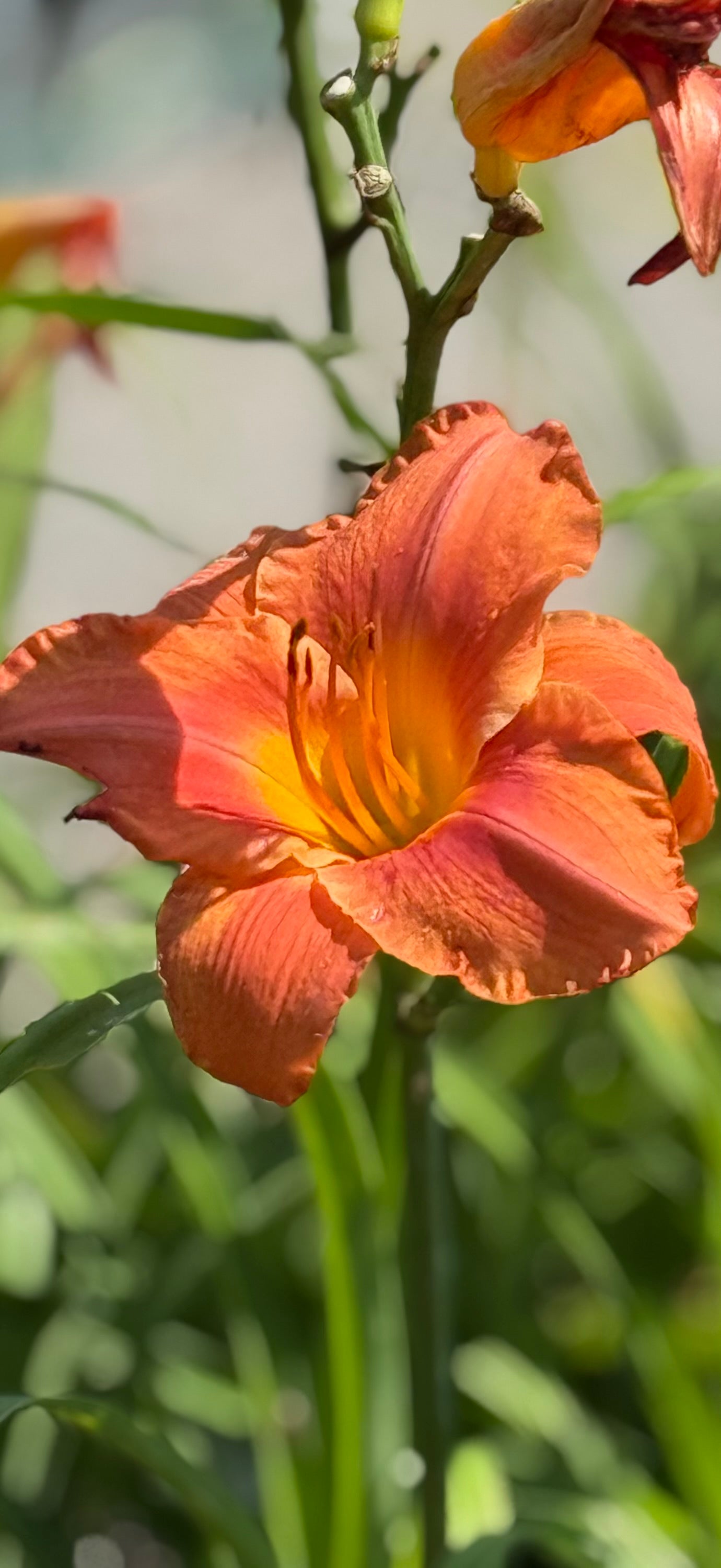 1 Gal Daylily (Hemerocallis)