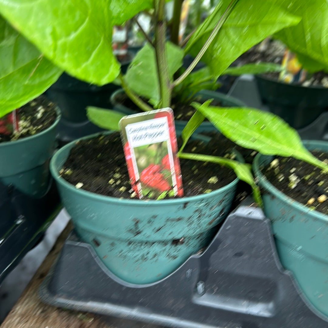 4" Hot Peppers