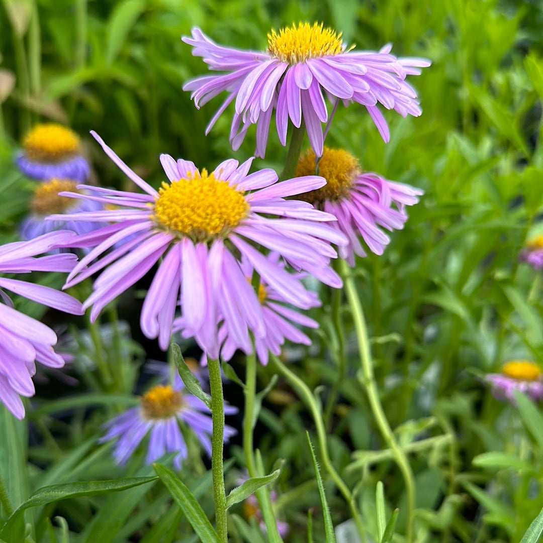 4" Perennial Aster