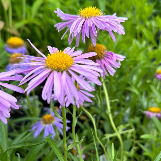 4" Perennial Aster