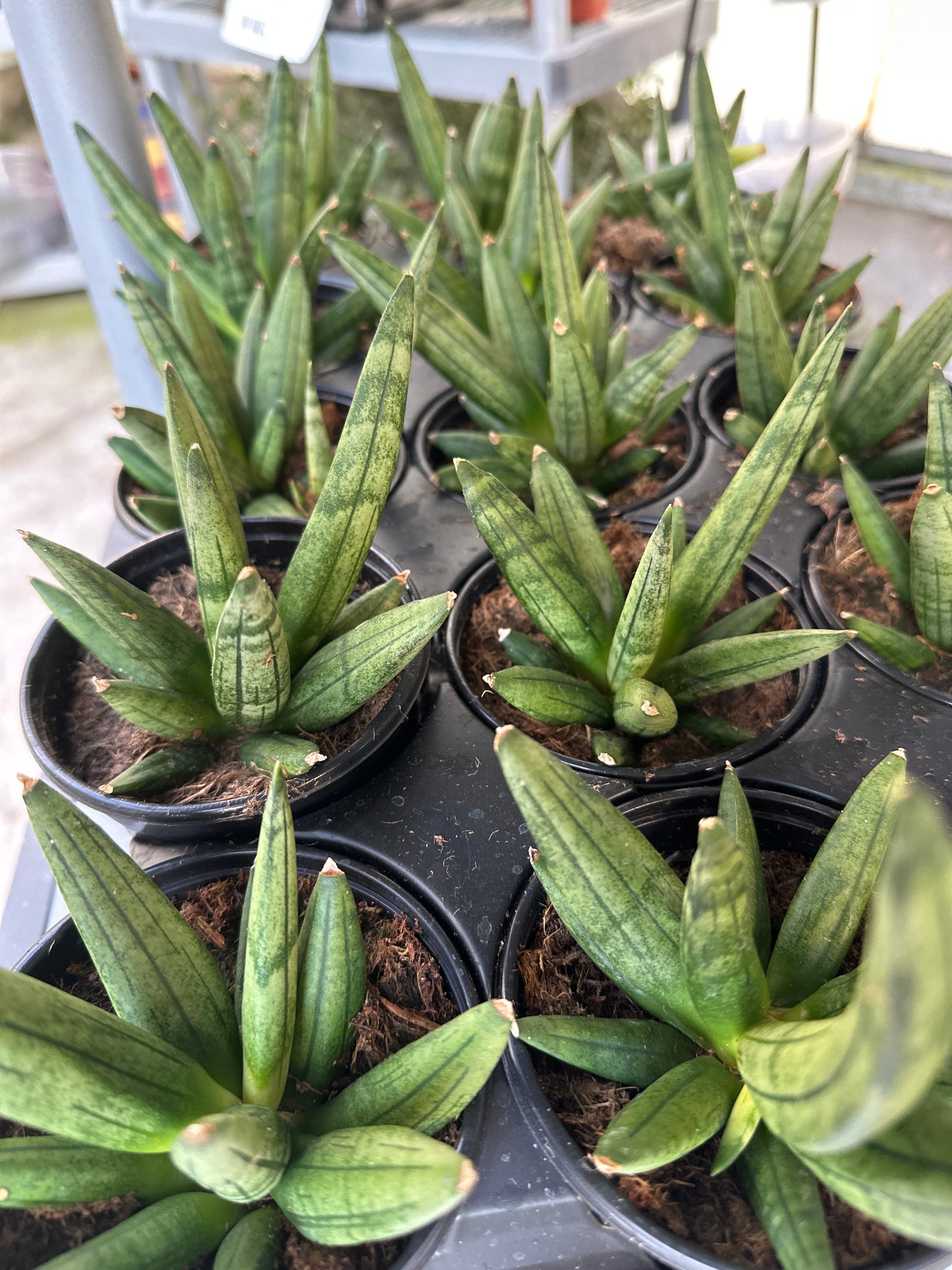 Snake Plant 'Sansevaria' Hedge Hog