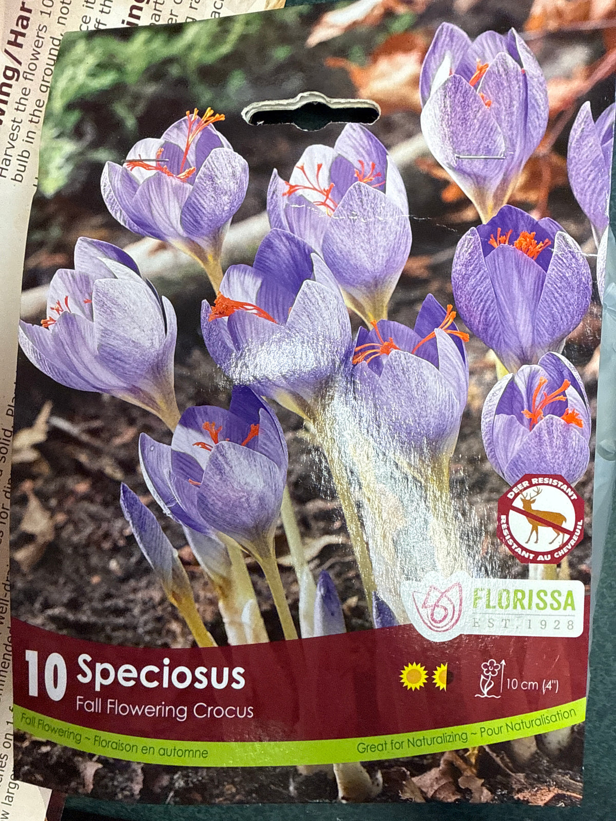 Fall Flowering Crocus Bulbs