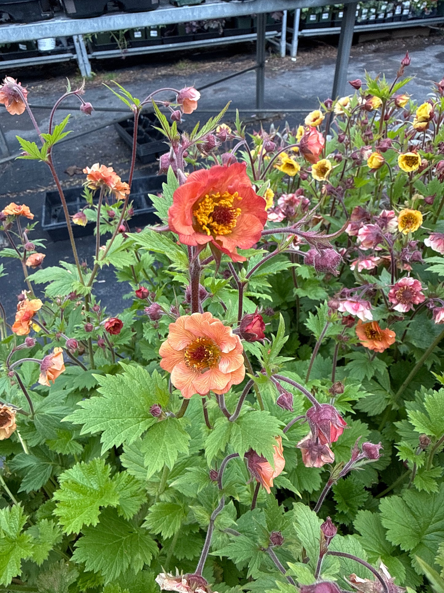 1 Gal 'Geum'