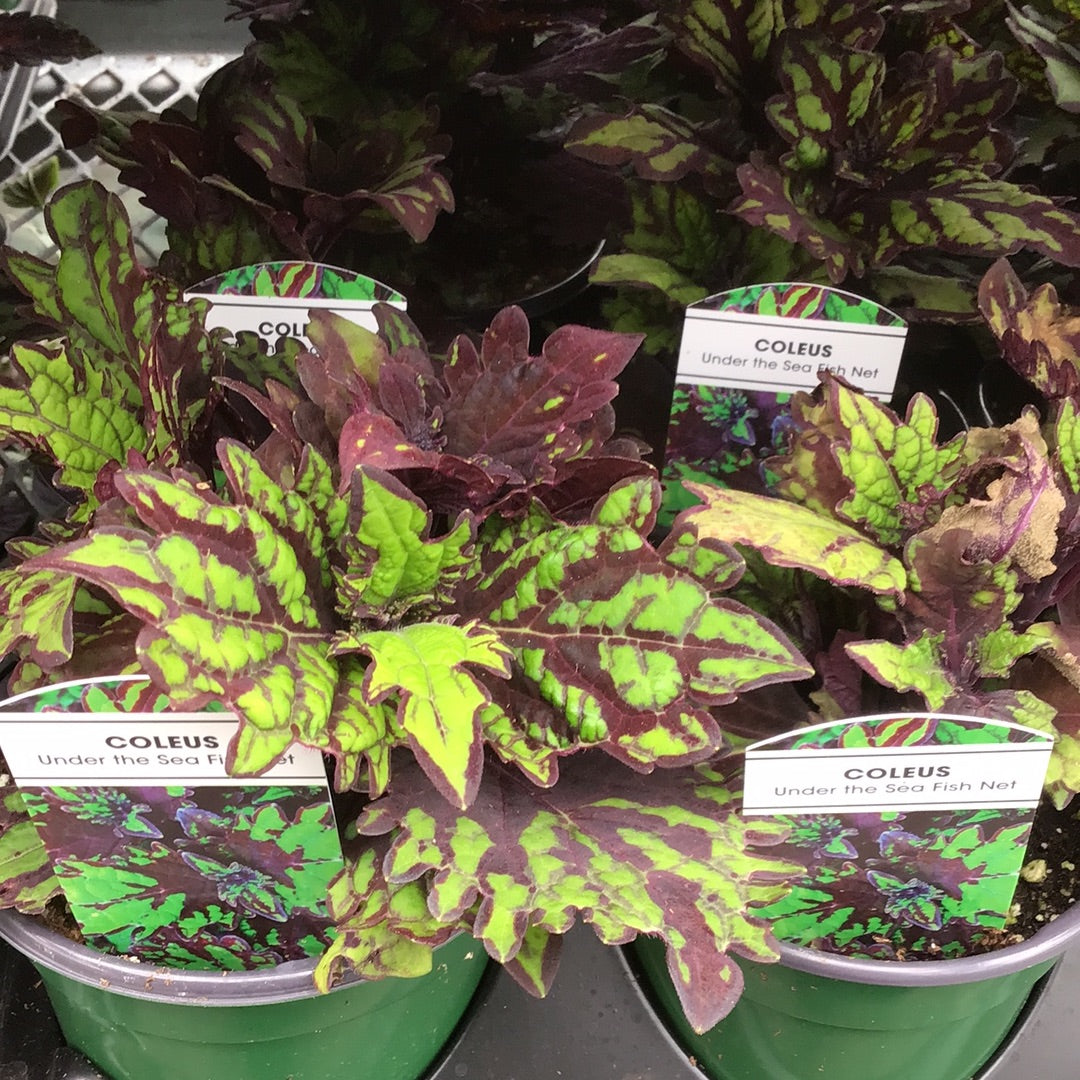 4" Coleus